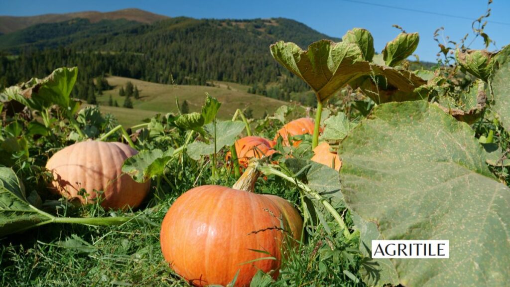 Importance of Timing Your Pumpkin Fertilizer Requirements