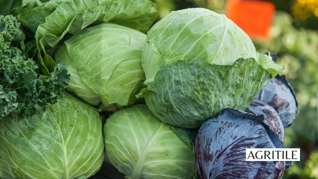 Importance of feeding your cabbage the right way