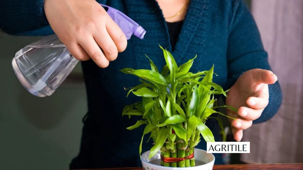 Importance of the Best Liquid Fertilizer for Bamboo Plants Reviewed