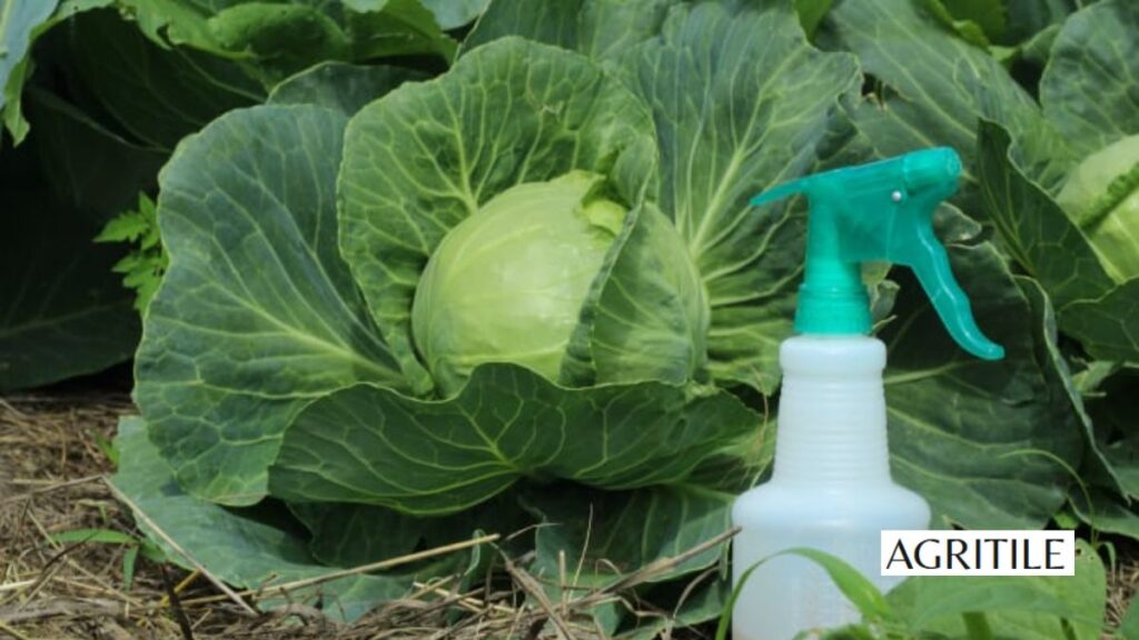 Liquid fertilizer for cabbage: DIY recipes from your kitchen