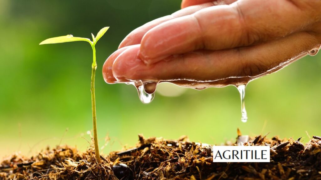 Natural Homemade Best Liquid Fertilizer for Squash Growth