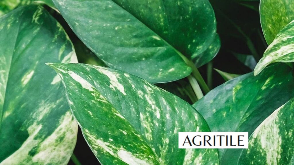Natural Liquid Fertilizer for Pothos and DIY Options