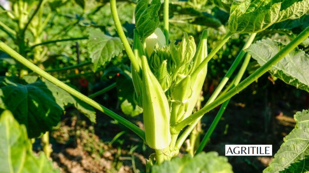Organic vs Synthetic: What Fertilizer Good for Okra?