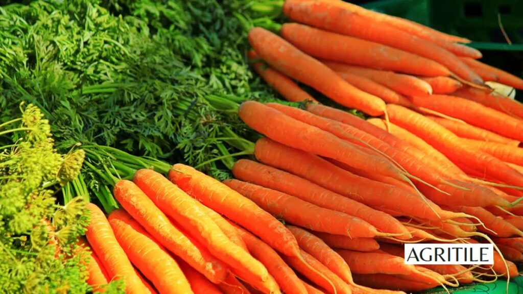 Organic vs. Synthetic: What Fertilizer is Good for Carrots?