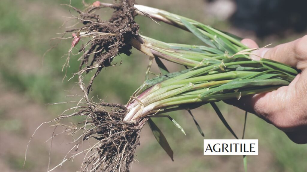 Phosphorus and the Secret to Strong Roots