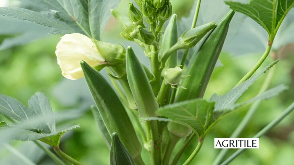 Picking the Best NPK for Okra Success
