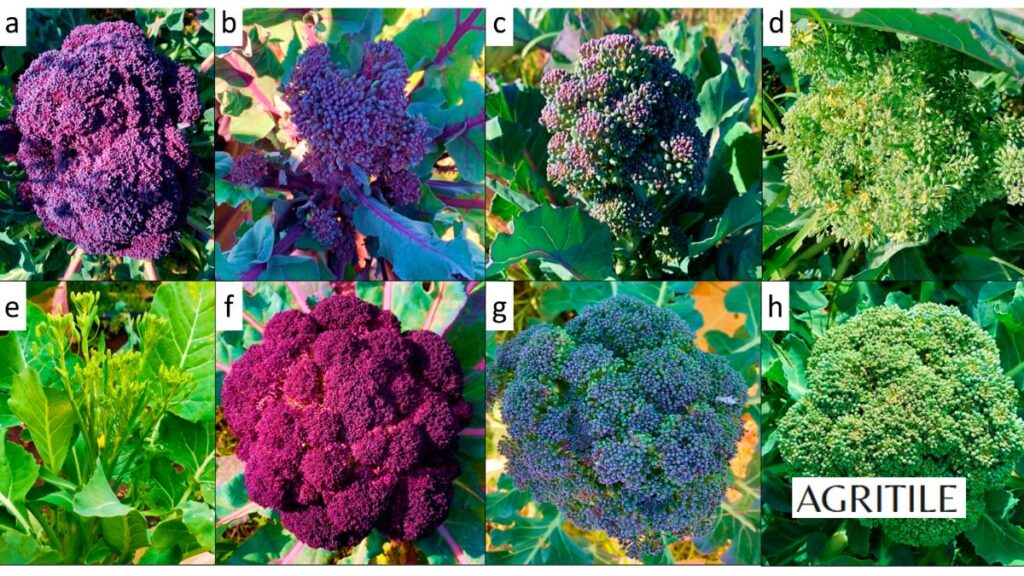 Real Experience: Analysis of Nitrogen Timing and Soil Types