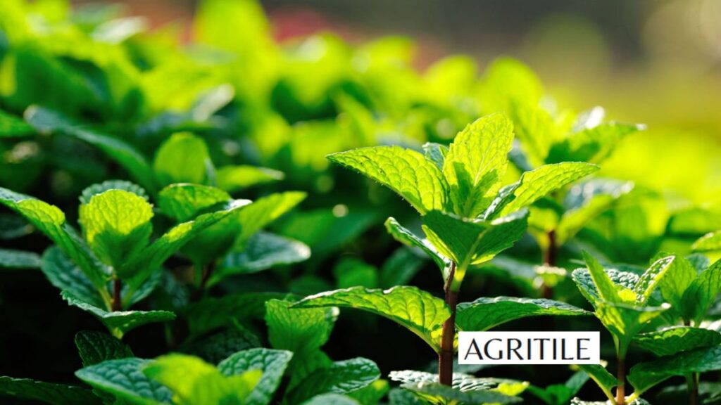Should you fertilize mint throughout the year?