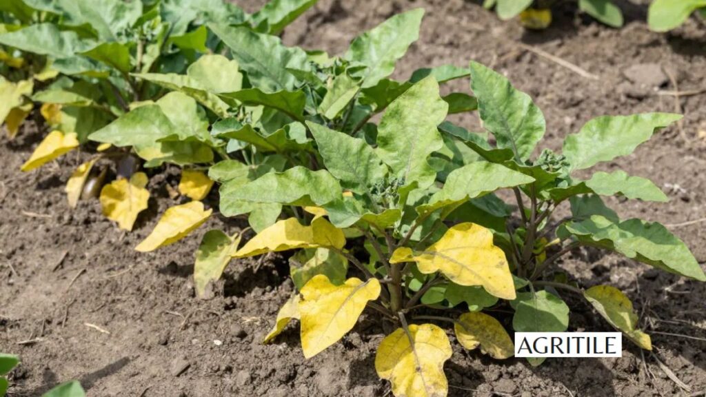 Signs You Are Over Fertilizing Your Plants