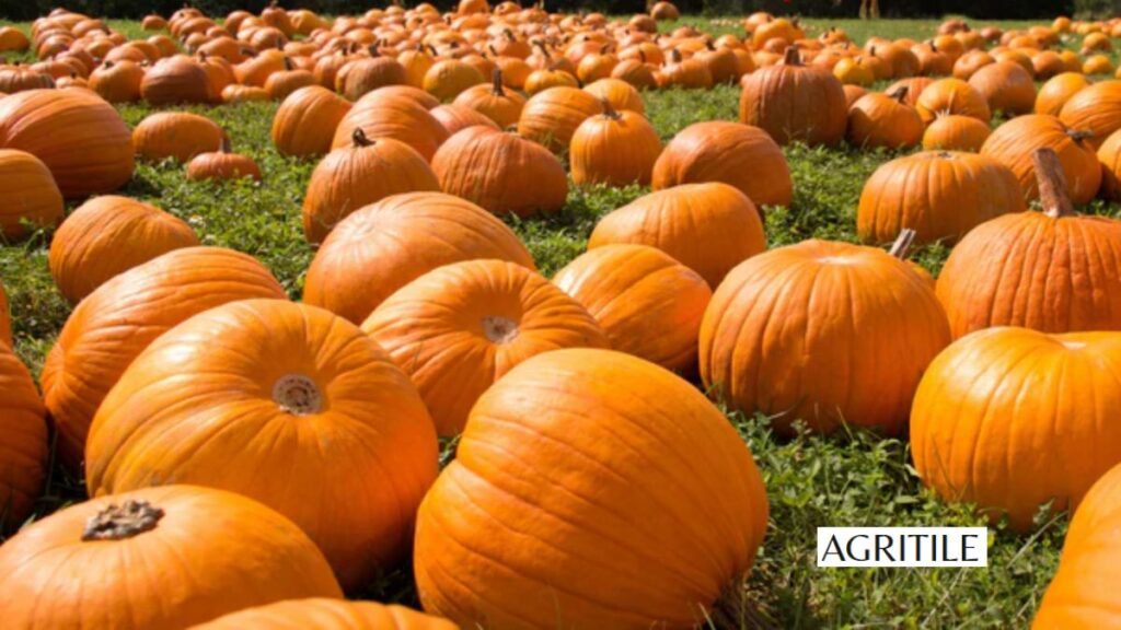 Signs You Are Using Too Much Pumpkin Fertilizer
