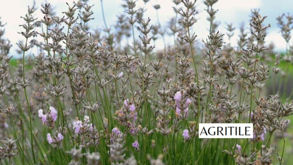 Signs Your Lavender Plants Are Hungry
