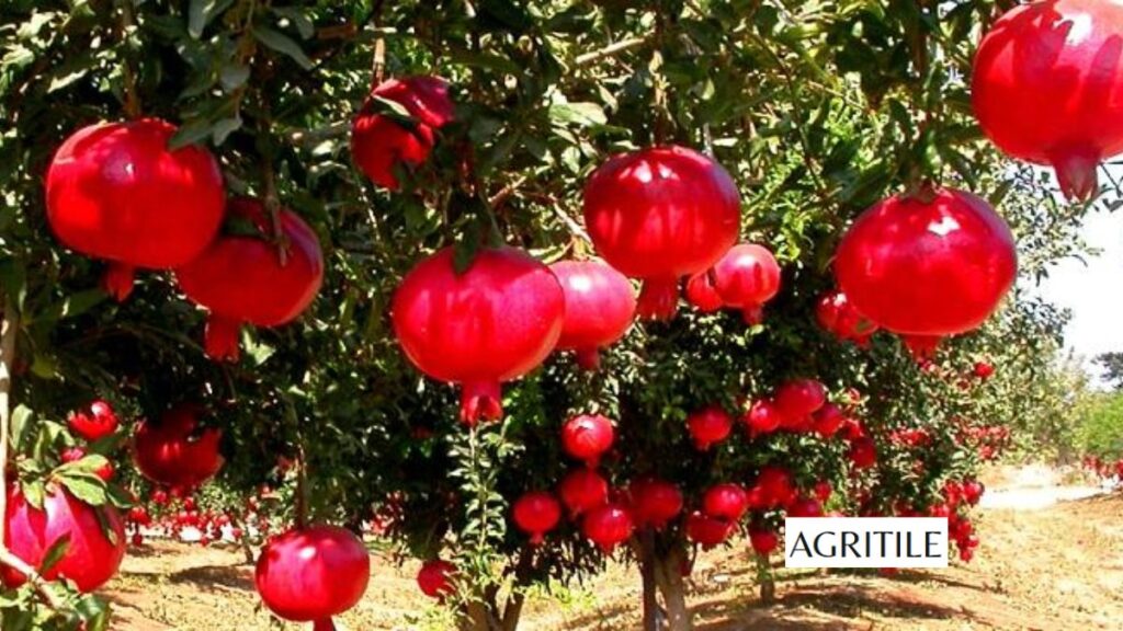 Signs Your Tree is Hungry for Nutrients