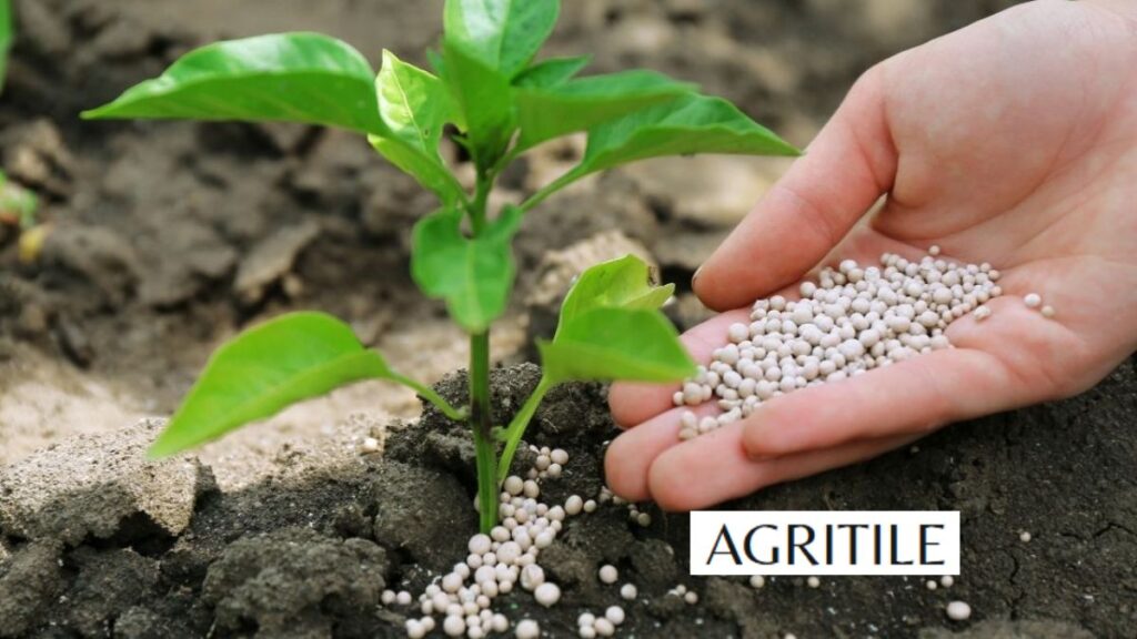 Signs of Over-Fertilization and How to Fix It