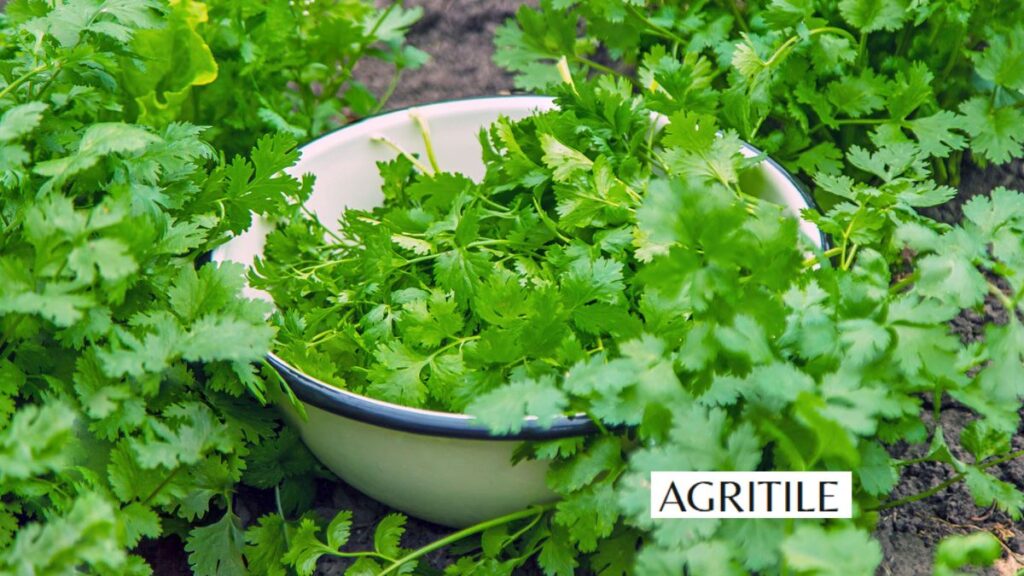 Step-by-Step Instructions to Apply Your Herb Feed
