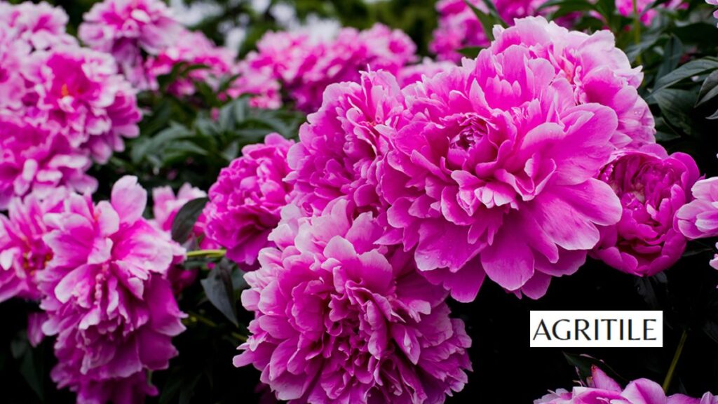 The Best Liquid Fertilizer for Peonies Bigger Blooms: My top real-world picks
