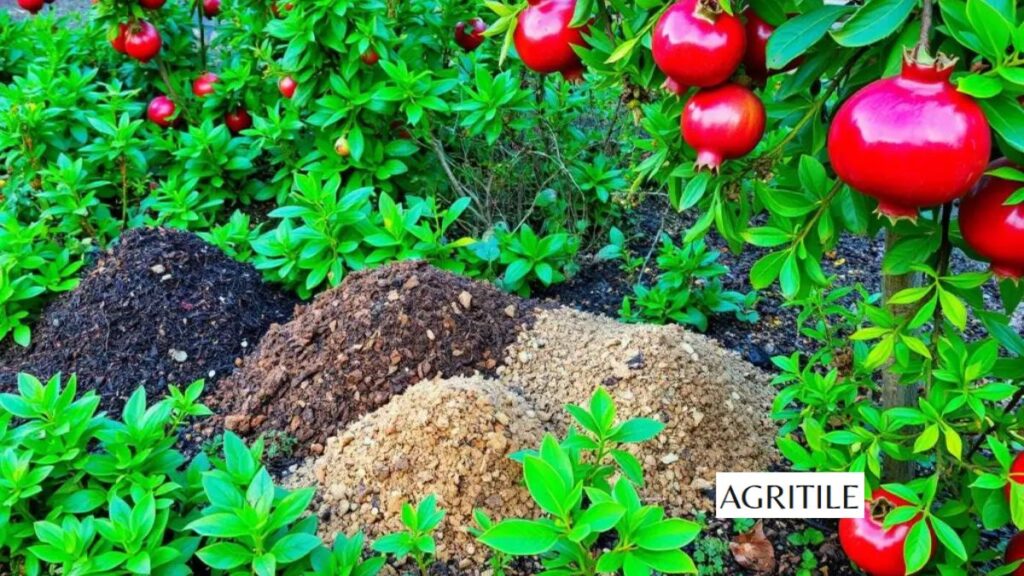 The Magic of liquid fertilizer for pomegranate trees
