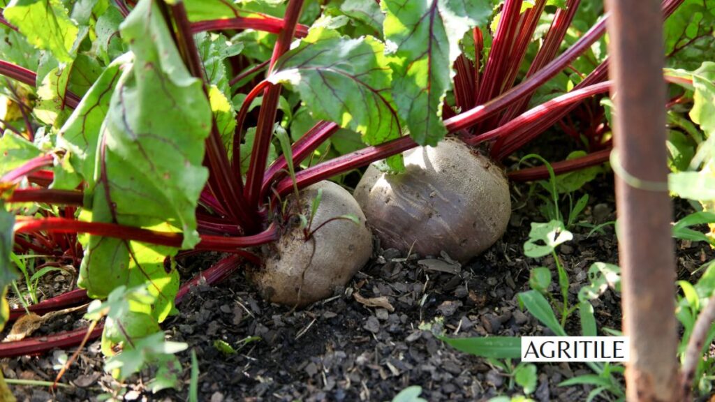 The science of NPK and what fertilizer do beets like