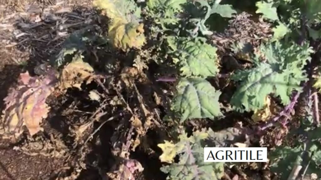 Troubleshooting Kale Nutrient Problems