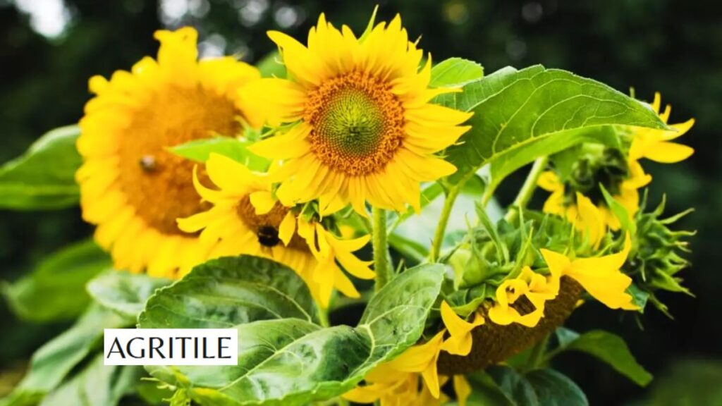 Troubleshooting: Why Are the Leaves Turning Yellow?