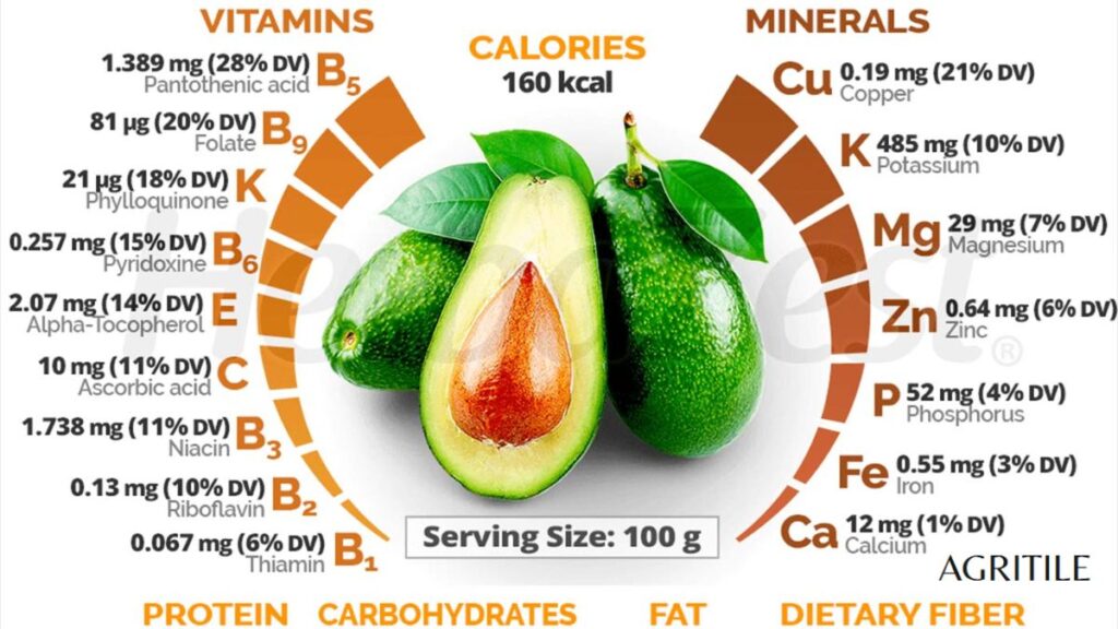 Understanding Avocado Nutrient Requirements