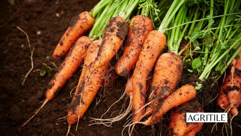 Understanding NPK: Which Fertilizer is Best for Carrots?