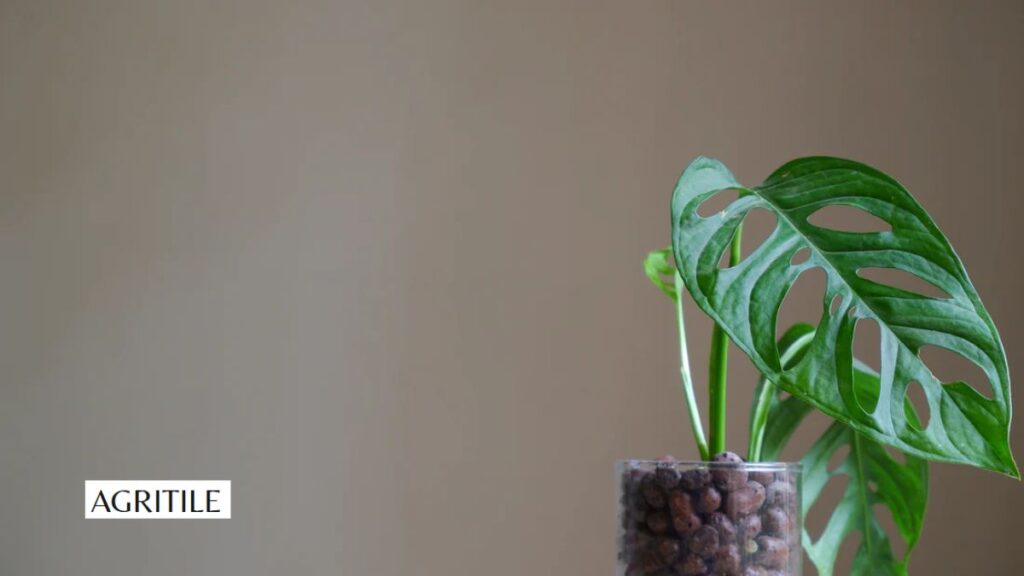 What is the Best Fertilizer for Monstera Plant in LECA or Water?