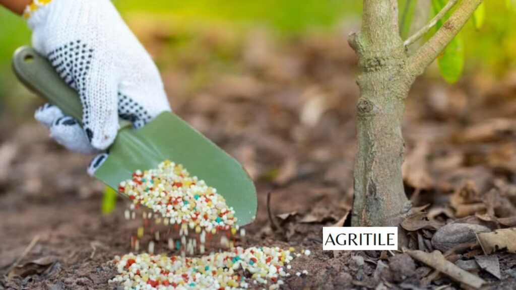 What kind of fertilizer do pear trees needfor strong roots?
