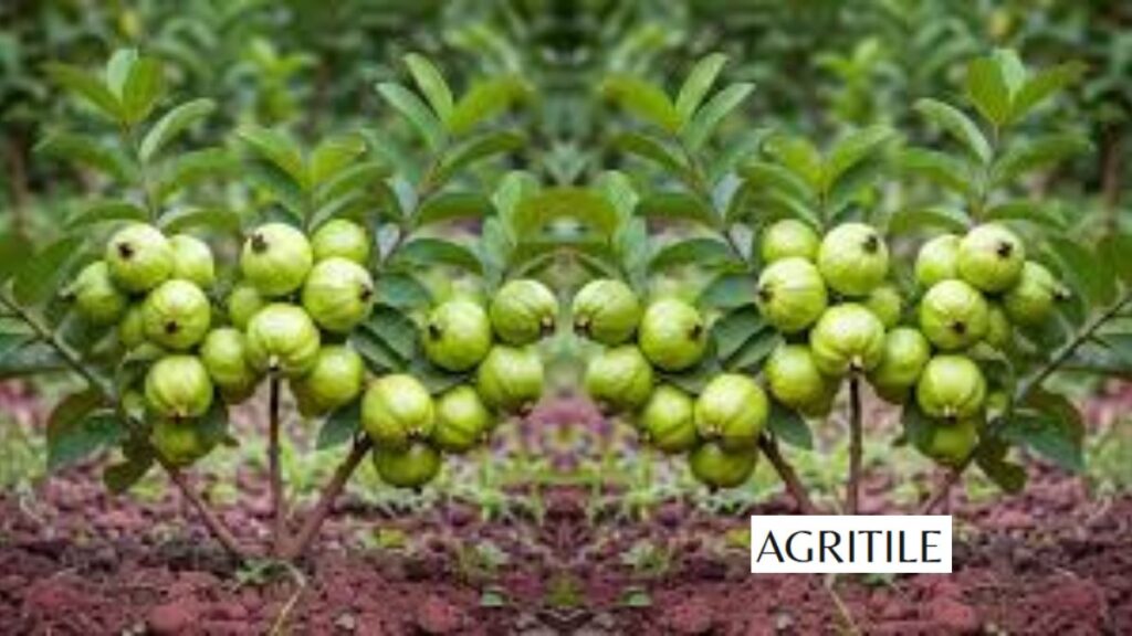 When to feed your guava trees for maximum fruit