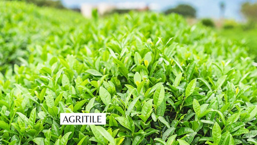 Why Liquid Forms Beat Granules for Healthy Growth
