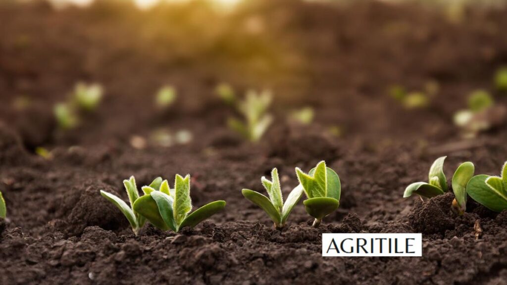 Why Organic Choices Are Better for Your Soil Health