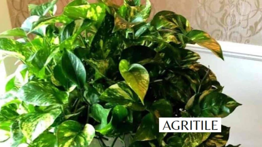 Why Pothos Growth Depends on the Best Liquid Fertilizer for Pothos Growth