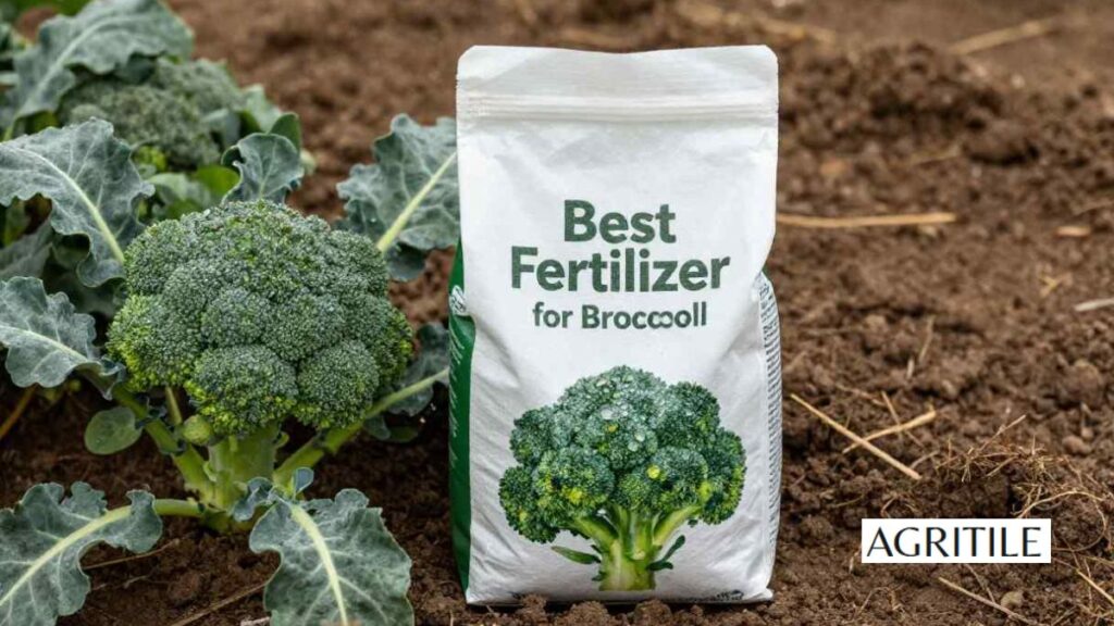 Why You Should Choose a Good Liquid Fertilizer for Vegetables