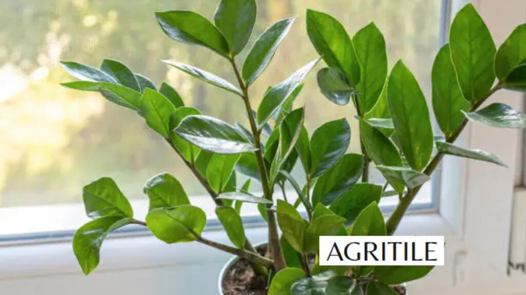 Why the importance of the Best Liquid Fertilizer for ZZ Plant Care is real