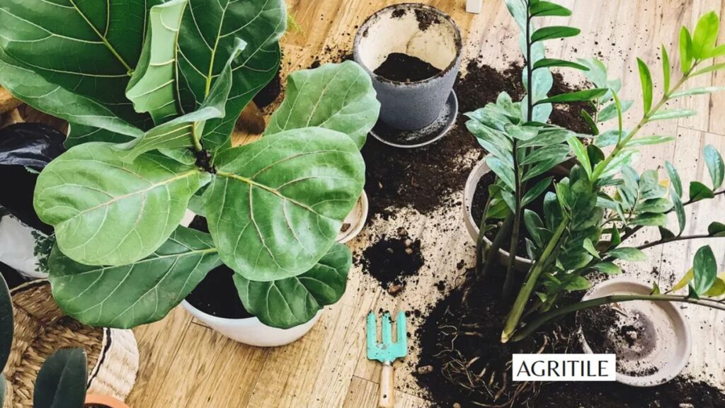 is miracle grow good for fiddle leaf fig trees?